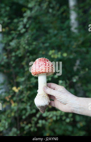 Portrait of hand holding voler dans la forêt de champignons agaric Banque D'Images