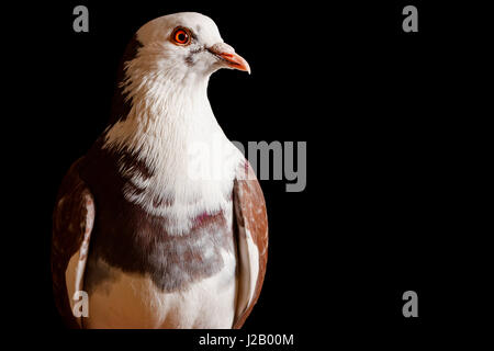 Pigeon de race avec yeux orange sur fond noir, symbole de paix Banque D'Images