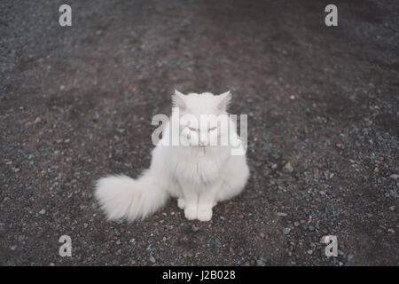 Portrait de chat blanc, assis sur le gravier Banque D'Images