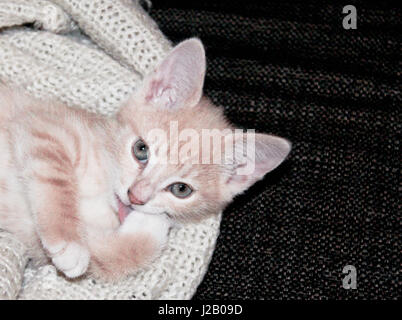High angle portrait of cat licking paw sur canapé Banque D'Images