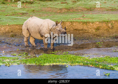 Un rhinocéros à une corne, indien (Rhinoceros unicornis) marche le long de la rivière Rapti in chitwan national park Banque D'Images