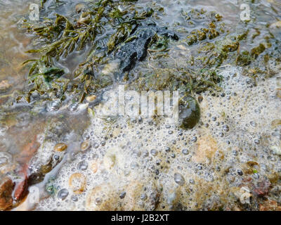 Vue rapprochée de la mousse et les mauvaises herbes flottant sur une surface du lac. Banque D'Images