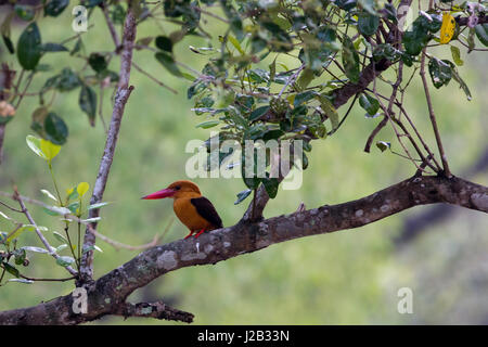 Brown-winged kingfisher localement appelé à Machranga Khoirapakha les Sundarbans. Site du patrimoine mondial de l'UNESCO et une réserve faunique. Le plus grand lit Banque D'Images