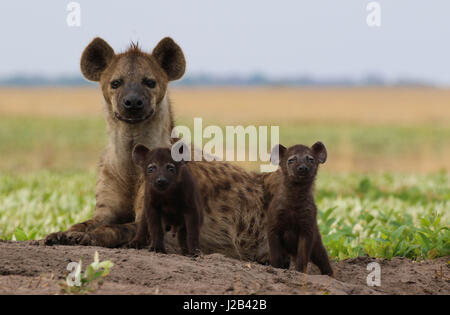 Une mère et ses deux jeunes bébés hyène. Les deux petits sont moins d'un mois. Photographié à Liuwa Plain NP. Banque D'Images