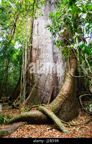 Racines de 'amauma Samauma Vovo' (Granma), l'un des plus grand arbre de l'espèce dans la région de la forêt de la rivière Tapajos, dans la région de Para, au Brésil. Banque D'Images