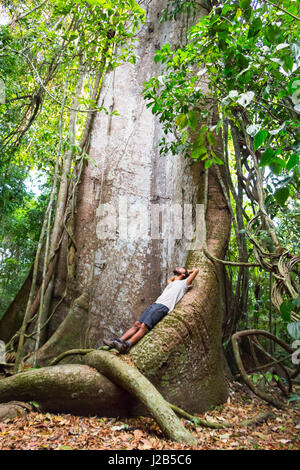 Jeune homme portant sur les racines de "amauma Samauma Vovo' (Granma), l'un des plus grand arbre de l'espèce dans la région de la forêt de la rivière Tapajos, Banque D'Images