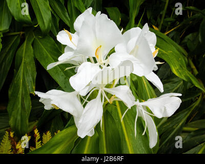 Le gingembre sauvage à côté de fleurs, sentier de randonnée près de Paraty, Rio de Janeiro, Brésil. Banque D'Images