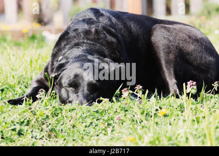 Plus de couchage chien noir dans la cour. Banque D'Images