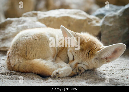 Close-up of a sleeping Fennec fox (Vulpes zerda). Banque D'Images