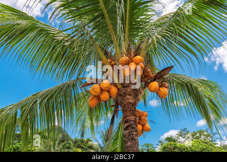 Noix de coco Orange on palm tree Banque D'Images