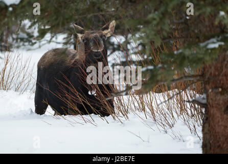 Elch / Orignal ( Alces alces ) en hiver, de la neige profonde, jeune taureau, la perte de bois, se nourrissant de buissons, jeu de la navigation, l'air drôle, NP Yellowstone (Wyoming), U Banque D'Images