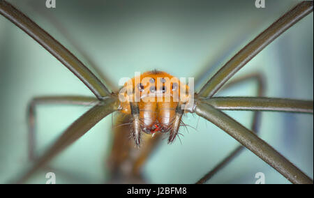 La Malaisie, spider forest macro haut 'stacked' image, vue de face montrant yeux & palpes Banque D'Images