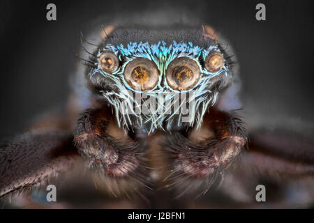 La Malaisie thomisidae, macro, des 'stacked' image, irridescent comme scales Banque D'Images