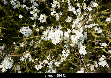 Prunellier (Prunus spinosa) en plein printemps fleur blanche, Bedfordshire, Royaume-Uni. Banque D'Images