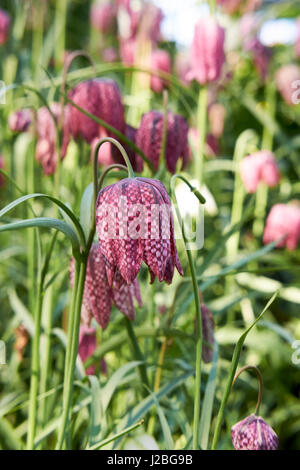 Tête de serpent fritillary (Fritillaria meleagris) pousse dans un jardin de campagne anglaise. Bedfordshire, Royaume-Uni. Banque D'Images