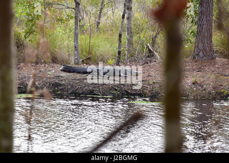 Alligator Île rythme Banque D'Images