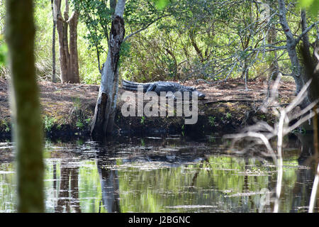 Repos d'alligator Banque D'Images