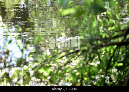 La chasse d'alligator Banque D'Images