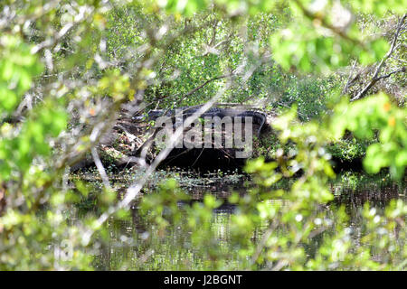 Couchage Alligator Banque D'Images