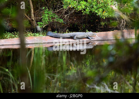 Pèlerin d'alligator Banque D'Images