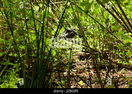 Alligator Floride Banque D'Images