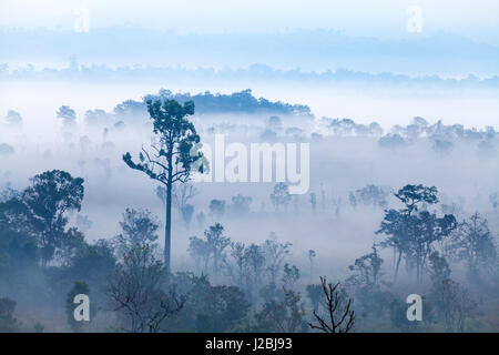 Brouillard dans la forêt de Thung Luang Parc National de Salang,Thaïlande Phetchabun Banque D'Images
