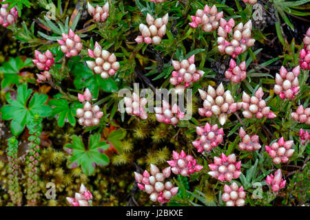 Helichrysum meyeri-johannis. Parc National des Montagnes de balle. L'Éthiopie. Banque D'Images