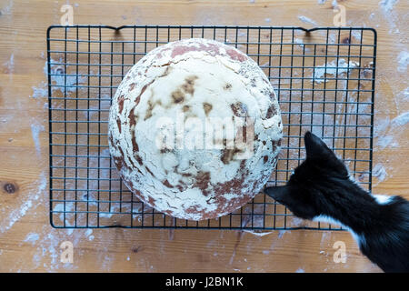 Cat contrôle de pain frais maison de pain au levain Banque D'Images