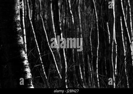 Silver Birches sur Wimbledon Common, London, Londres, Royaume-Uni Banque D'Images