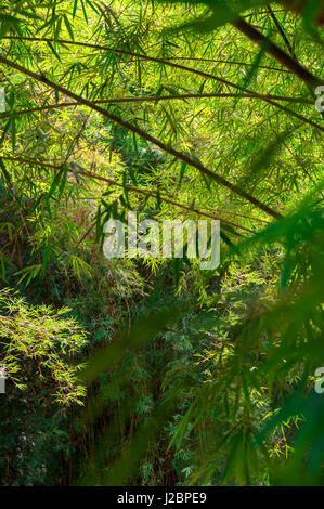 Fond vert luxuriant de feuilles de bambou avec entrecroisement troncs et branches Banque D'Images