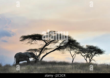 L'éléphant africain (Loxodonta africana) en vertu de l'Acacia au coucher du soleil, le parc national du Serengeti, Tanzanie.