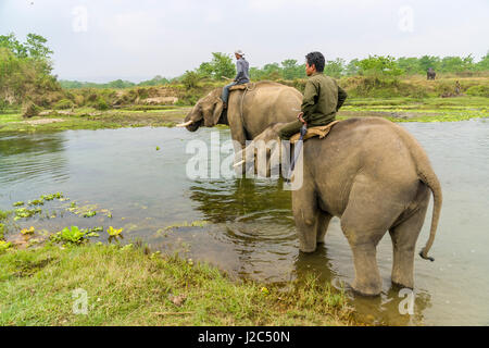 Deux grands éléphants mâles avec teethare molaire traversant la rivière Rapti in chitwan national park Banque D'Images