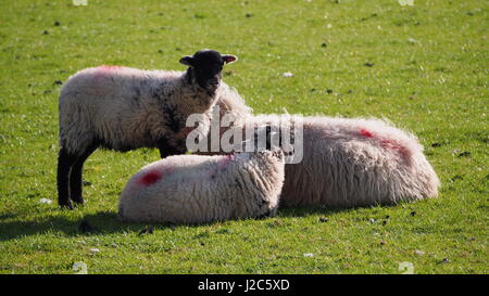 Moutons et deux agneaux, Rannerdale, Cumbria Banque D'Images