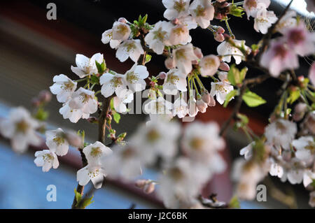 Prunus incisa Kojo-no-mai blossom Banque D'Images