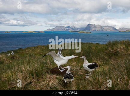 Albatros hurleur Diomeda exulans en parade nuptiale autour afficher nichent sur l'île de l'albatros, Baie des Îles Britanniques, la Géorgie du Sud Banque D'Images