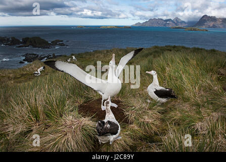 Albatros hurleur Diomeda exulans en parade nuptiale autour afficher nichent sur l'île de l'albatros, Baie des Îles Britanniques, la Géorgie du Sud Banque D'Images