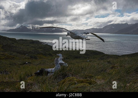 Albatros hurleur Diomeda exulans en parade nuptiale autour afficher nichent sur l'île de l'albatros, Baie des Îles Britanniques, la Géorgie du Sud Banque D'Images