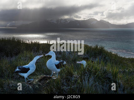 Albatros hurleur Diomeda exulans en parade nuptiale autour afficher nichent sur l'île de l'albatros, Baie des Îles Britanniques, la Géorgie du Sud Banque D'Images