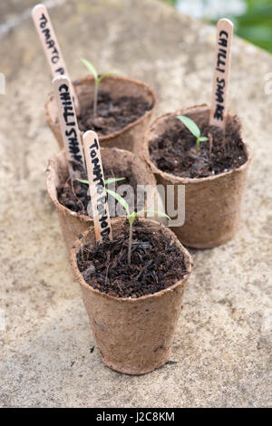 Solanum lycopersicum. Pomadoro tomate et piment semis dans des pots de fleurs biodégradables Banque D'Images