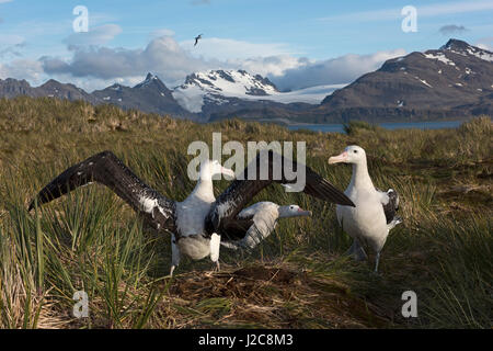 Albatros hurleur Diomeda exulans en parade nuptiale autour afficher nichent sur l'île de l'albatros, Baie des Îles Britanniques, la Géorgie du Sud Banque D'Images