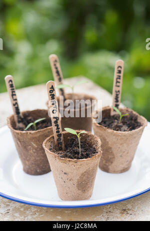 Solanum lycopersicum. Pomadoro tomate et piment semis dans des pots de fleurs biodégradables Banque D'Images