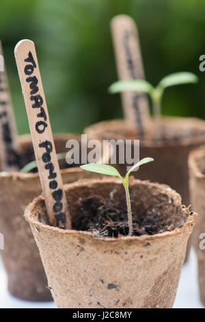 Solanum lycopersicum. Les semis de tomates Pomadoro en pots de fleurs biodégradables Banque D'Images