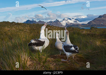 Albatros hurleur Diomeda exulans en parade nuptiale autour afficher nichent sur l'île de l'albatros, Baie des Îles Britanniques, la Géorgie du Sud Banque D'Images