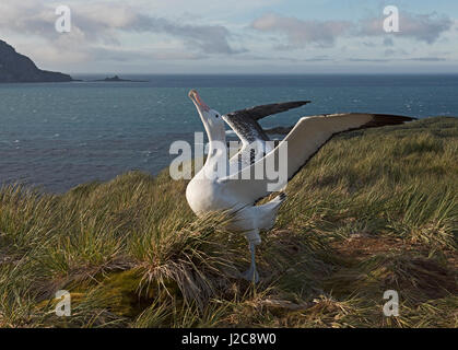 Albatros hurleur Diomeda exulans en parade nuptiale autour afficher nichent sur l'île de l'albatros, Baie des Îles Britanniques, la Géorgie du Sud Banque D'Images