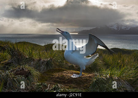 Albatros hurleur Diomeda exulans en parade nuptiale autour afficher nichent sur l'île de l'albatros, Baie des Îles Britanniques, la Géorgie du Sud Banque D'Images