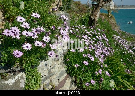 Masse de la floraison de marguerites africaines (Osteospermum sp.) couvrant un mur de jardin à côté de l'estuaire de Camel, Padstow, Cornwall, UK, avril. Banque D'Images