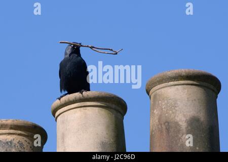 Choucas (Corvus monedula) perché sur un pot de cheminée c'est nicher dans avec un bâton dans son bec, Wiltshire, UK, avril. Banque D'Images