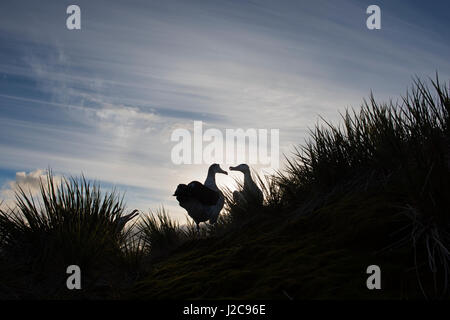 Albatros hurleur Diomeda exulans en parade nuptiale autour afficher nichent sur l'île de l'albatros, Baie des Îles Britanniques, la Géorgie du Sud Banque D'Images