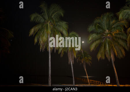 La lune se couche entre allumé palmiers sur la côte de l'île de la jeunesse, Cuba Banque D'Images