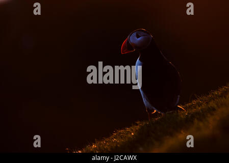 Macareux moine (Fratercula arctica) à la fin de soir lumière Hermaness Juin Shetland Banque D'Images